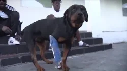Owner of Rottweiler recovering from gunshot wound seeks help amid search for shooter