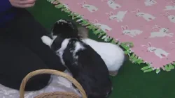 Выходные: Зайчик объятий в Лейквью