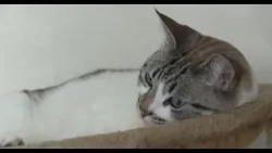 Audidescrição - Proteção animal pelo mundo: o que você precisa saber