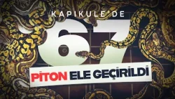 67 canlı piton yılanı, Tarım ve Orman Bakanlığı ekiplerinin operasyonuyla ele geçirildi