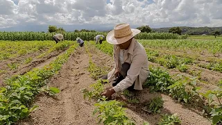 UN: Energy and fertilizer crisis to drive up food prices