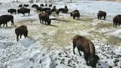 Denver to transfer 34 yearling bison to Native tribes