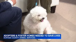 National Dog Day: Chicago-area animal shelter searching for needs adopters, foster home