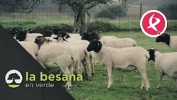 La oveja que llegó de África | La Besana en Verde