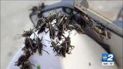 Eastern lubber grasshoppers emerge, threatening Southwest Florida plant life