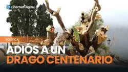 TENERIFE | Adiós a un drago centenario con un gran valor sentimental