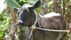 Stolen cow recovered in Joe's River Forest
