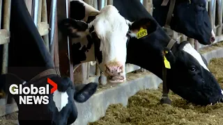 Cottage cheese craze prompts $200M expansion as Canadian demand surges