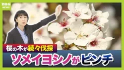 【桜がピンチ】“高齢化”で伐採や倒木 高温乾燥で衰弱「温暖な地域では開花異常がみられる」 日本のお花見はどうなっていくのか?(2026年4月6日) 【桜がピンチ】“高齢化”で伐採や倒木 高温乾燥で衰弱「温暖な地域では開花異常がみられる」 日本のお花見はどうなっていくのか?(2026年4月6日)