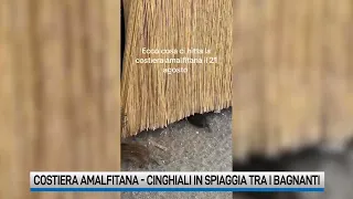 Costiera Amalfitana, cinghiali in spiaggia tra gli ombrelloni