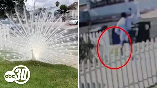 Mailman seen attacking peacock in SoCal neighborhood