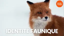Identité faunique - Nordicité