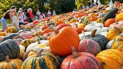 Бельгия: фестиваль Pumpkimania охватывает замок Грот-Бейгарден