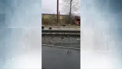 Crofton mill workers rescue site's feral cats, before closure