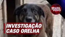 Caso Orelha: Polícia Civil conclui investigação sobre morte de animal