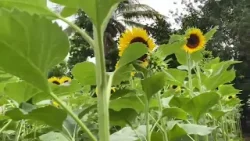 Marcos Juárez: Desarrollo de la campaña de girasol en la región. Más detalles Marcos Juárez: Desarrollo de la campaña de girasol en la región. Más detalles