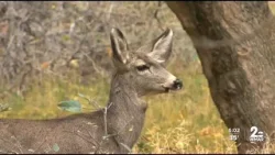 City to begin managing deer population in parks