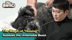 The Magic of "Hissing"! [Dogs Are Incredible] | KBS WORLD TV 260331