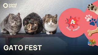 A + A - Gato Fest (19/09/2026)