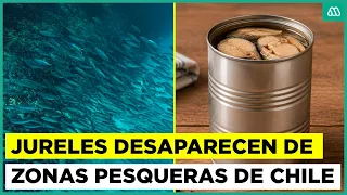 ¿Dónde está el jurel? Las causas detrás de la falta de stock en Chile