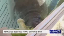Manatee trapped in storm drain near Florida beach rescued
