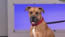 After spending a long time in the shelter, Max is ready for a second chance at life After spending a long time in the shelter, Max is ready for a second chance at life