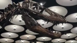 Nanotyrannus fossil Jodi goes on display at Sotheby’s ahead of auction