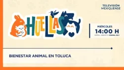 Bienestar animal en Toluca | Huellas | 18-03-2026
