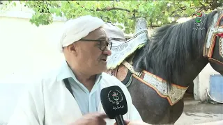 Blida - Equestrianism | The Barb Horse.. A Symbol of Strength and Authenticity