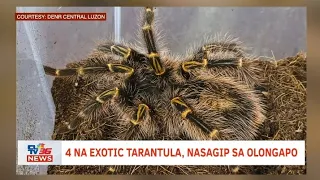 4 na exotic tarantula, nasagip sa Olongapo | CLTV36 News Clip