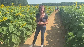 Your City, This Week:July 20: How do you get around Raleigh? What happens after the sunflowers fade?