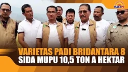 BRIDANTARA 8 RICE VARIETY YIELDS 10.5 TONS PER HECTARE