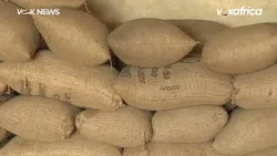 CÔTE D’IVOIRE - La fuite du cacao vers le Ghana inquiète les coopératives