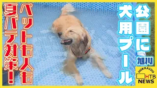 ペットも人間も夏バテ対策！旭川の公園に犬用プール登場　着るだけで疲労軽減「リカバリーウェア」も