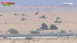 الرسالة اليومية لبطولة فزاع للصيد بالصقور - الحلقة الثانية