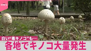 【注意】各地でキノコ大量発生  白い“毒キノコ”も…食べると頭痛や嘔吐･下痢などの症状  専門家「絶対食べない。触った場合、手を洗うことも大事」