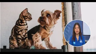 Ticks in pets: Veterinarian warns of hemoparasite risk