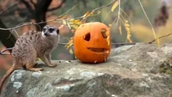 HALLOWEEN AT THE PRAGUE ZOO