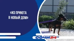 «Из приюта в новый дом»