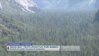 2 rabies-infected bats were found in Yosemite in 1 year, NPS confirms