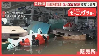 「錦鯉10万匹逃げた」養魚場で10億円被害か　台風25号爪痕　内房線復旧まで3カ月以上【羽鳥慎一モーニングショー】(2026年9月25日)