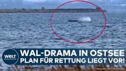 OSTSEE: Nun also doch! Plan liegt vor! Letzte Hoffnung für Buckelwal! Timmy könnte gerettet werden