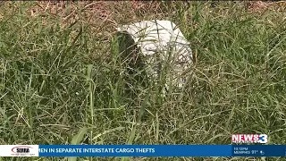 Loved ones complain Hollywood Cemetery looks like 'a jungle'