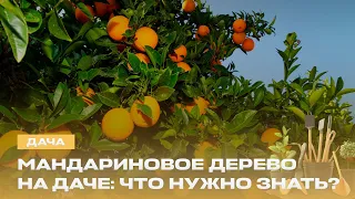 How to turn an ordinary flower into an "everlasting" plant? How to grow tangerines in your garden...