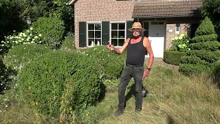 Weeds? Ves Reijnders sees a garden full of life instead