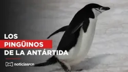 Destinos Imperdibles: estos son los pingüinos de que se encuentran en la Antártida