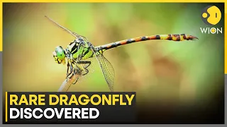 Rare Dragonfly Discovered At Namdapha National Park | WION News