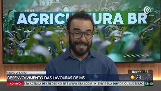 Corn and soy: harvest requires caution in Mato Grosso do Sul