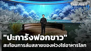 "ปะการังฟอกขาว" สะท้อนการล่มสลายของห่วงโซ่อาหารโลก | ข่าวค่ำ | 11 ก.ค. 69