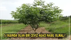 4-5 Yaşlarında Olan Bir Ceviz Ağacı Nasıl Olmalı !